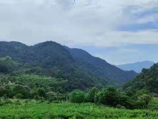 湖北K8凯发旗舰厅集团英山有机茶厂